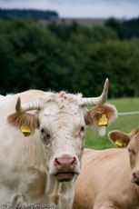 Hausrind (139 von 174).jpg